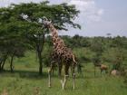 A Mature Male Giraffe in Lake Mburo National Park