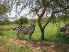 A closer look at a zebra in the national park