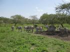 Zebras in Lake Mburo National Park