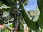 A bunch of matooke growing on a banana plant