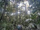 Trekking through the Amazon rainforest