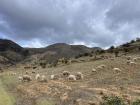 I found where the sheep graze!