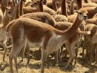 A group of vicuñas before being sheared