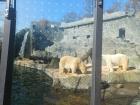 Polar Bears