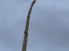 An Independence day tradition to climb a greased "stick" to reach the top