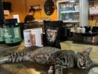 Cat chilling on a table in a cafe!
