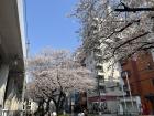 Cherry blossoms from March, during the blooming season