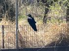 A large crow