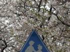 A sign in between the cherry blossoms