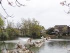 A pond with cherry blossoms surrounding it 