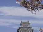 Himeji Castle with cherry blossoms!