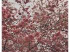 An up close look of a Cherry Blossom trees in Munich