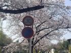 Japanese road sign (speed limit I believe)