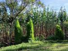 Full grown corn stalks waiting to be harvested