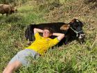 One of my friends in town owns a cow that loves to cuddle