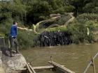 At the pond where my host family buys fresh mojarra, you can see the circular net alled an atarraya