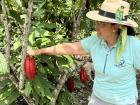 Due to higher average temperatures from climate change, Sasaima is recently able to harvest cacao