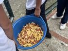 Students filled an entire bucket with salchipapas, French fries and sliced hot dog for their compartir