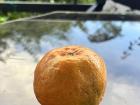 One of my adult English students gave me this orange that she picked from the tree she grew