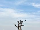 A Blue-bellied Roller spotted flying from a tree during my evening walk
