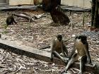 Some monkeys I spotted in The Gambia!