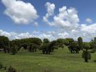 A garden full of plant sculptures