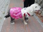 Cute puppy wearing "hanbok" (traditional attire) on Chuseok holiday