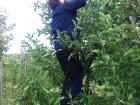 Since we couldn't reach the top of the trees, we had to ask my tallest friend to pick the apples for us!