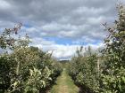 A view of the apple orchards in Luxembourg during the Appelfest!