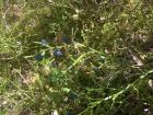 Delicious wild blueberries growing among the moss and plants in a Swedish forest
