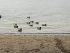 Even local ducks enjoy hanging out by the water near Tanto Bastu