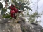 Red rose hip plant with long thorns on the front 