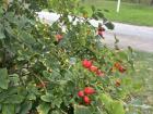 Close up of the red rose hip bush 