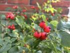 Red rose hip plant cluster 