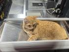 Shop cat