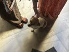 Sentinella, the church dog