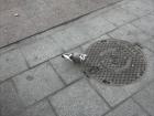Spanish Piegon