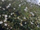White Flowers in a bush