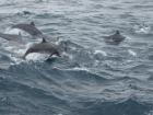 A photo of spinner dolphins during whale and dolphin watching out in the waters of Yilan county
