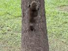 A squirrel going down a tree in Da'An park