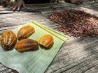 Cocoa pods and their seeds drying