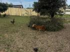 Goat and chicken
