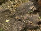 Lizard on rock