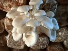 Yummy farmed mushroom!