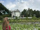 Bangkok Elephant Park ft. Elephants!