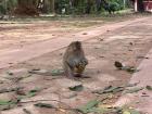 Monkeys!