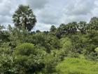 Lush greenery