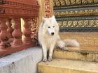 Mystical dog by temple entrance!