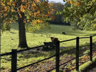 The fencing around the grassy area