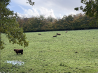 Cows laying in the pasture